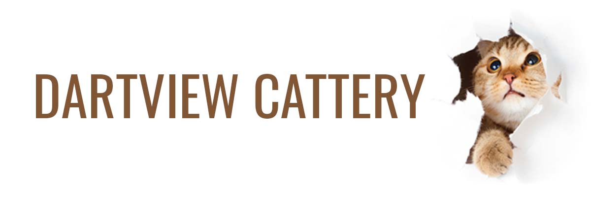Dartview Cattery